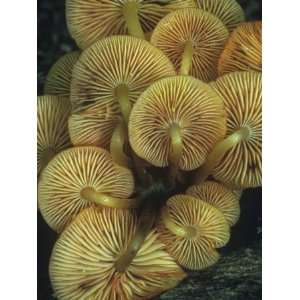  Mushroom Gills, Mycena Leaiana, North America Photographic 