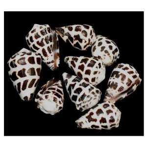 LOT of 50 Animal Print Cone Shells Wedding Decor