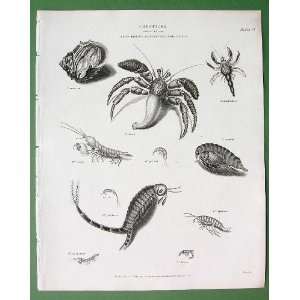 Crustacea Shrimp Crab   1810 Natural History Zoology SCARCE Superb 