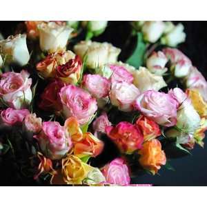  Mini Tea Roses Bouquet Giclee Print