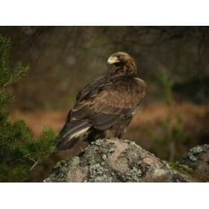 Golden Eagle, Highlands, Scotland, United Kingdom, Europe Photographic 