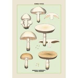    Common Mushroom   Paper Poster (18.75 x 28.5)
