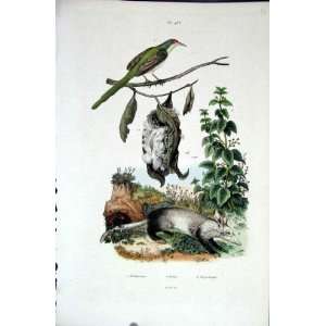 1839 H/C Natural History *433 Bird Nest & Rodent