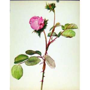  Seringe Old Print By Beautiful Roses J Kaplick C1965