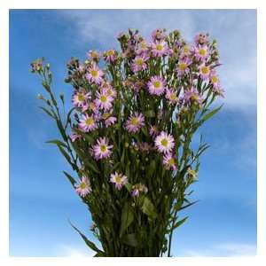 Aster Purple 10 Bunches  Grocery & Gourmet Food