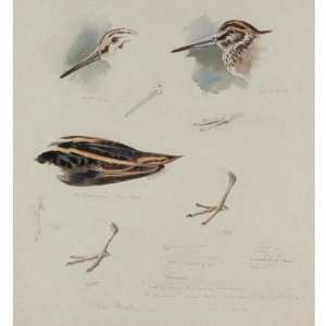   oil paintings   Archibald Thorburn   24 x 24 inches   Studies Of Snipe