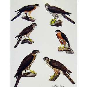  Eagles Hawks & Falcons Japanese Lesser Sparrow Hawk