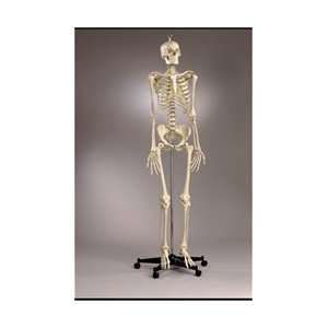 Premier Academic Skeleton Model, 18 piece Skull Model, Female Pelvis 