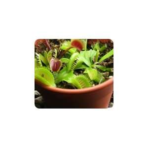  3 Venus Flytrap Variety Pack planted in a 4 inch pot with 
