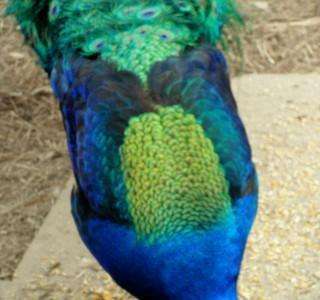 Feathers Peacock Neon Green for Hair Extensions Cruelty Free 20 