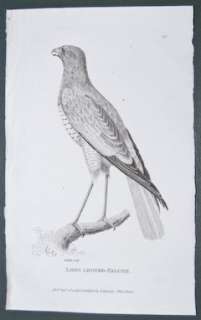 Shaw General Zoology 1800s Engraving. Falcon. 23  