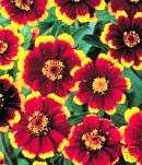 Zinnia Chippendale   50 Flower Seeds *BiColor Blooms*  