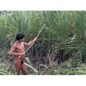  Yanomami Indian Collecting Reed for Arrows, Brazil, South 
