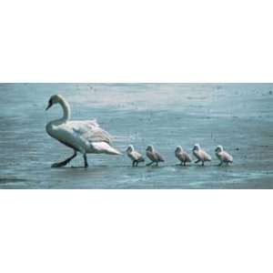  Mute Swan & Cygnets, Swans Note Card, 9.25x4