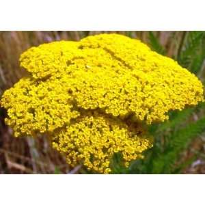  Gold Yarrow   700,000 Seeds Patio, Lawn & Garden