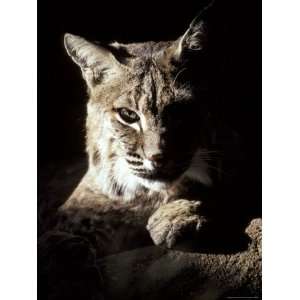  Bobcat Sitting in a Ray of Sun, Relaxed with a Predators 