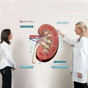  Kidney Cross Section Labeled Sticky Anatomy Wall Chart 