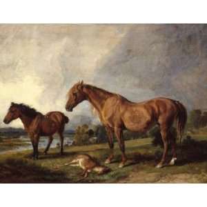   18 inches   Portraits of Blackthorn, a Broodmare, 