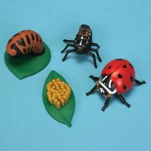 Ladybug Life Cycle Stages Set  Industrial & Scientific