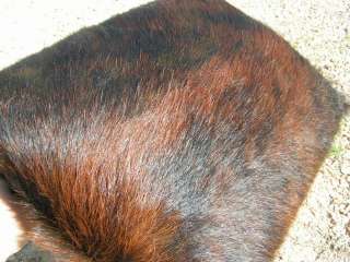   Footstool Western Hair on Cowhide Rustic Steer Horn Stool 2187  