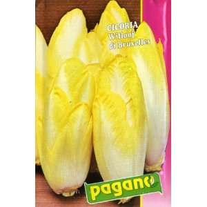  Pagano 3912 Chicory (Cicoria) Witloof Di Bruxelles Seed 
