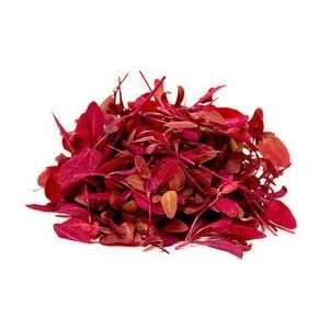  Fire Red Orach Micro Greens Mix 100+ Seeds Patio, Lawn 