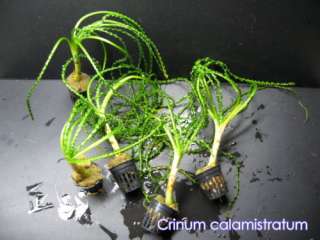 Crinum calamistratum ×2 stalks $ FREE Ship* (C003*)  