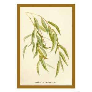   the Willow Giclee Poster Print by W.h.j. Boot, 24x32