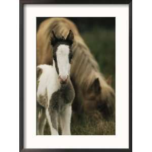  Wild Pony Foal Standing near its Grazing Mother Framed Art 