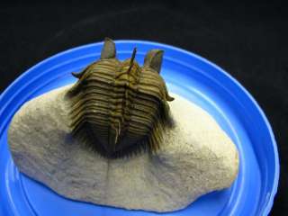 Erbenochile Trilobite Morocco Museum Big Eyes Very Rare  
