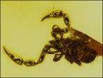 SUPERB Large PSEUDOSCORPION in Genuine BALTIC AMBER  