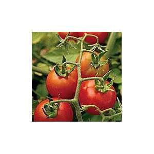  Organic Fox Cherry Tomato Plant Patio, Lawn & Garden