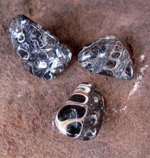   Fossil Shell Specimen Polished Tumbled Rock Mineral Specimen NR  
