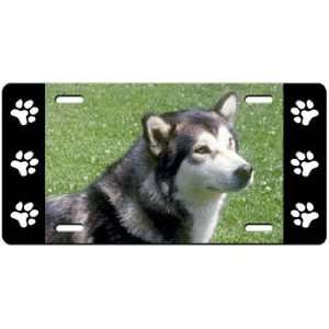 Alaskan Malamute License Plate