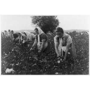  Albanian women picking cotton 1956