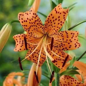 Tiger Lily Bulbs Orange Patio, Lawn & Garden