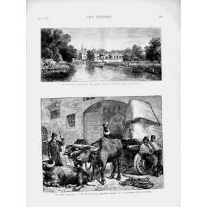  1873 Waterworks Thames Ditton Buffaloes Marble Rome