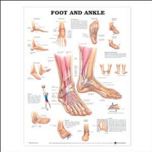  Foot and Ankle Anatomical Chart 20 X 26 Health 