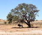 Acacia Erioloba   Kalahari Camel Thorn Tree   10 Seeds