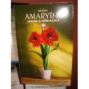  Red Giant Amaryllis Indoor Blooming Kit Patio, Lawn 