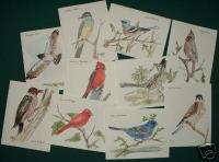 SE ARIZONA BIRDS NOTE CARDS PEN & INK WATERCOLOR ART  