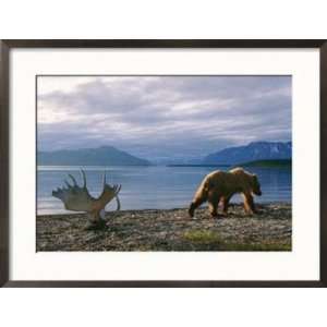  A Grizzly Ambles Past the Weathered Antlers of a Moose on 