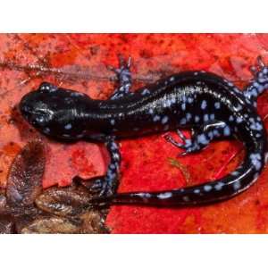  Blue Spotted Salamander Diploid Stage (Ambystoma Laterale 