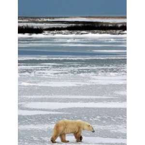  Polar Bear, Ursus Maritimus, Hudson Bay, Churchill 