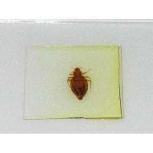 Bed Bug w.m Prepared Slide for Microscope  Industrial 