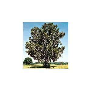  American Sycamore Tree, 36 48 Inch Patio, Lawn & Garden