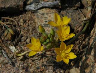 Ornithogalum Multifolium   South African Bulb  10 Seeds  