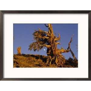 Ancient Bristlecone Pine Forest in the White Mountains Near Bishop 