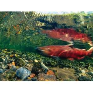  Chinook Salmon Swimming Up Spawning Stream in Copper River 