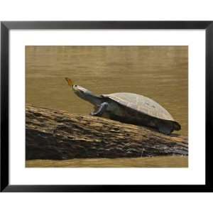  Rock with Butterfly on Its Nose, Madre De Dios,  River Basin 